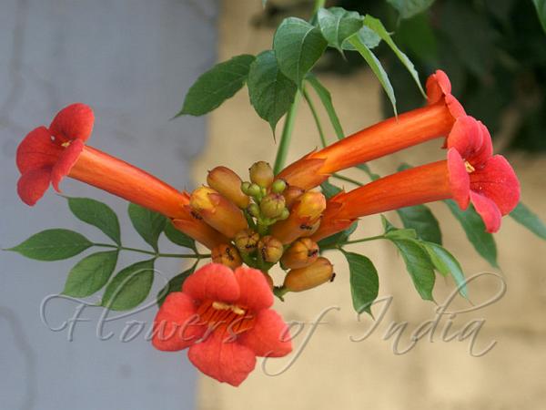 Trumpet Creeper